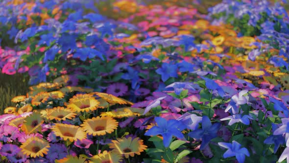 Mixed Flower Field