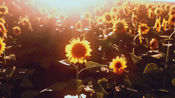 Field of Blooming Sunflowers on Sunset