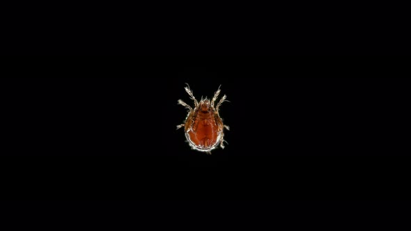 mite (acari) Oribatida under microscope are saprophago