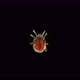 mite (acari) Oribatida under microscope are saprophago - VideoHive Item for Sale