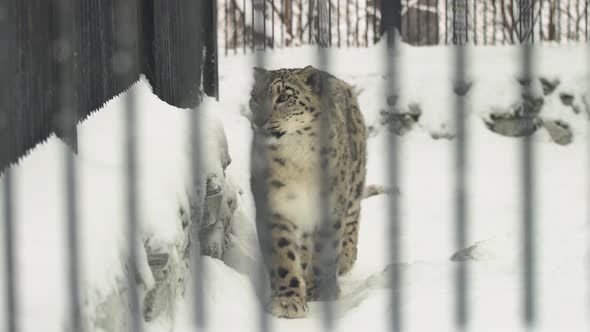 Snow Leopard Walks Into A Cage In A Zoo In The Winter