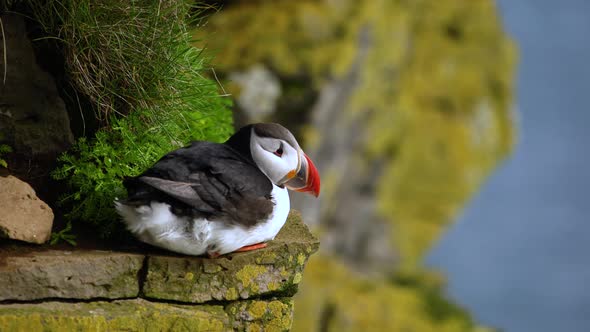 Wild Atlantic Puffin Seabird in the Auk Family in Iceland