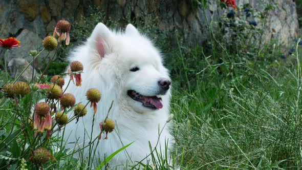 A beautiful white Samoyed dog lies on the green grass. Dog at sunset. Samoyed Laika close-up.