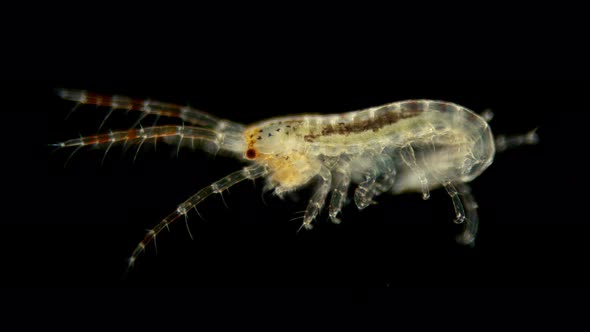 Black Sea Zooplankton Under a Microscope, Crustacean Gammarus, Amphipoda Crustaceans