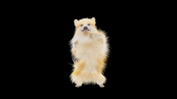 Dog Dancing HD