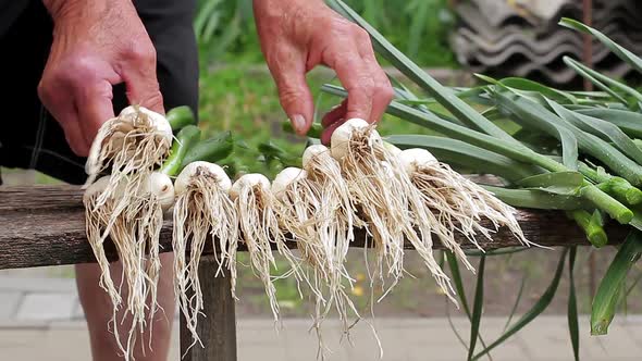 Old Hands Fold the Garlic.