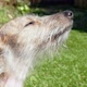 SLO MO CU Dog sniffing air /Stoke, UK - VideoHive Item for Sale