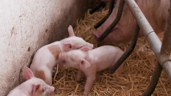 Pigs on Livestock Farm, Pigs Farm, Livestock Farm. Modern Agricultural Pigs Farm