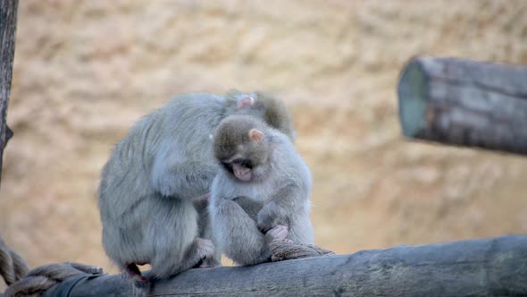 Japanese Macaques