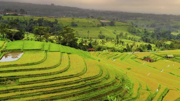 Aerial shot of the lush green rice paddies of Bali.