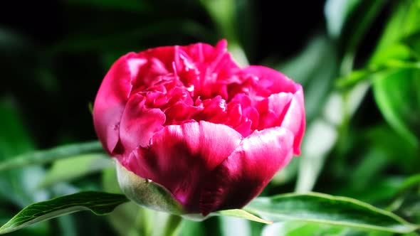 Peony Flowering