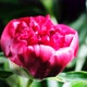Peony Flowering - VideoHive Item for Sale