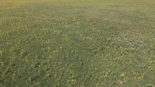 Sunflowers on a field on a summer day