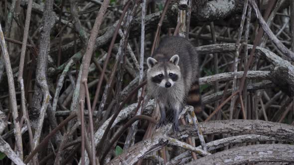 Curious raccoon observing tourists at Everglades National Park