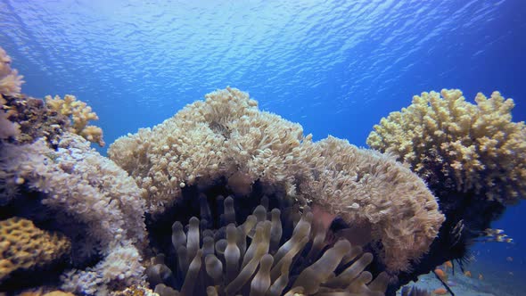 Underwater Clown Fish and Soft Coral