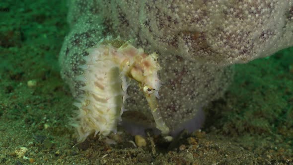 White thorny seahorse in front of pink soft coral. A wide shot of a white thorny seahorse in front o