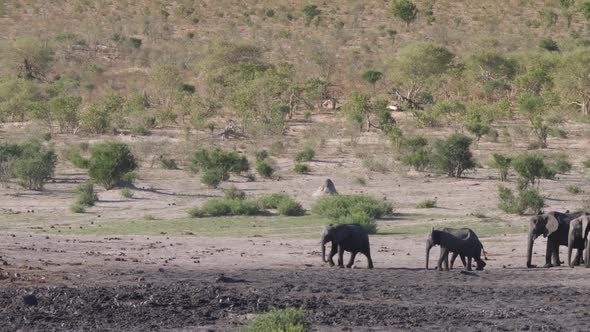 Herd of African Bush Elephants 