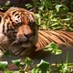 Asian or Bengal tiger lies relaxed in water to keep cool - VideoHive Item for Sale
