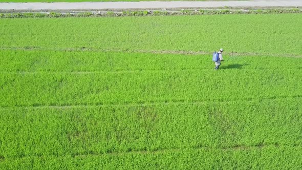 Drone Approaches Local Man Sprinkling Rice Field Against Pests