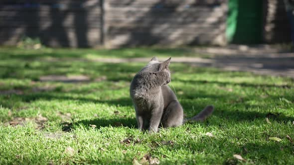 Grey Cat in Sunshine on Green Meadow Looking Around Leaving in Slow Motion As Blurred Alabai