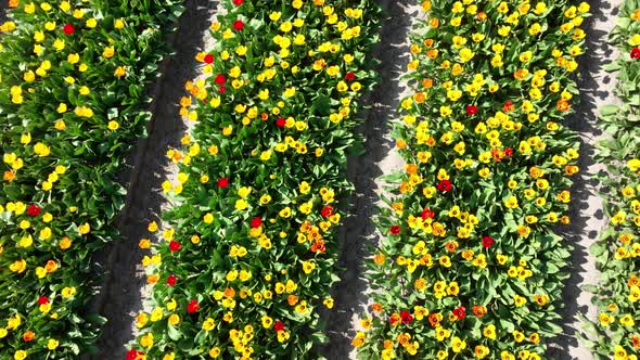 Flower and Tulip Vibrant Bright Colored Blossom Fields in Springtime the Netherlands