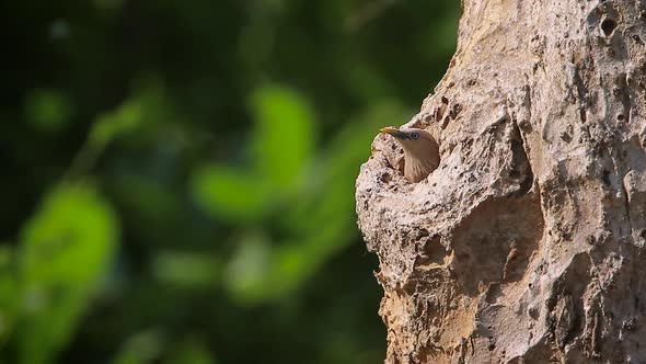 Chestnut-tailed starling in Bardia national park, Nepal