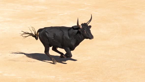 Bull during a Camarguaise race