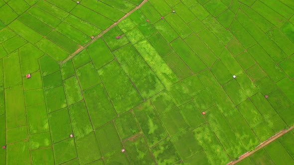 4K Aerial view of agriculture in rice fields for cultivation.