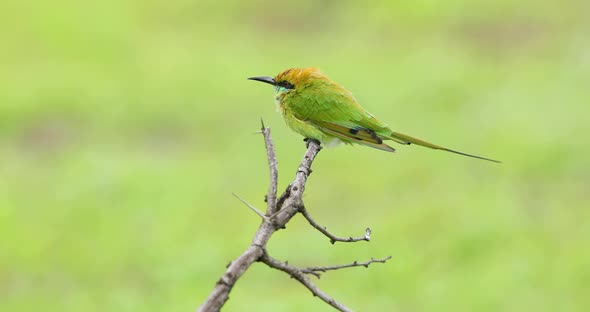 A Small Green Bee-eater sits on a stick during a monsoon afternoon as the wind flows and he watches