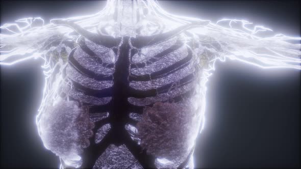 Colorful Human Body Animation Showing Bones and Organs alt