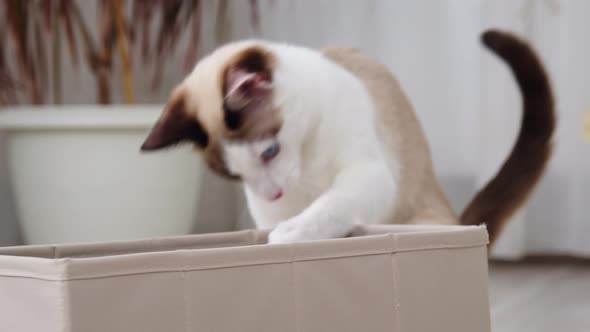 The Cat Examines the Box Close Up