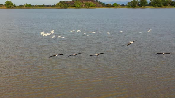 Tropical Landscape with a Lake and Birds