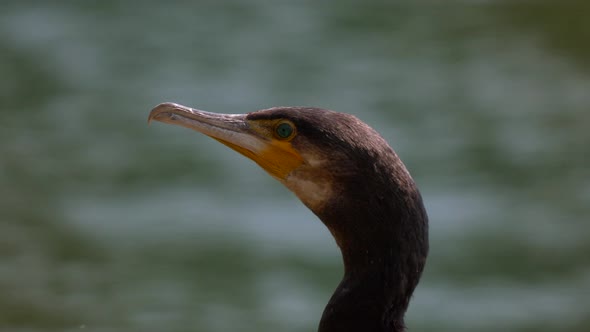 Head of wild cormorant bird with yellow beak and green eyes resting at water in summer.Close up.