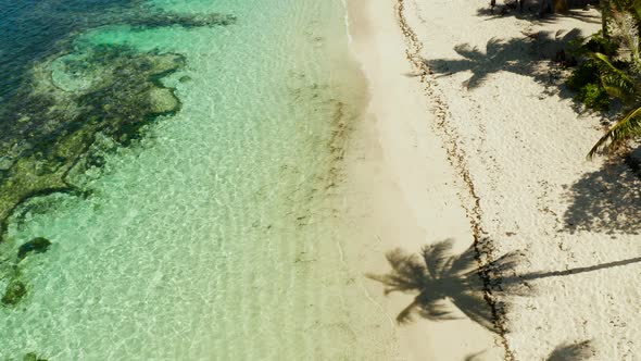 Tropical Beach with Palm Trees., Aerial View