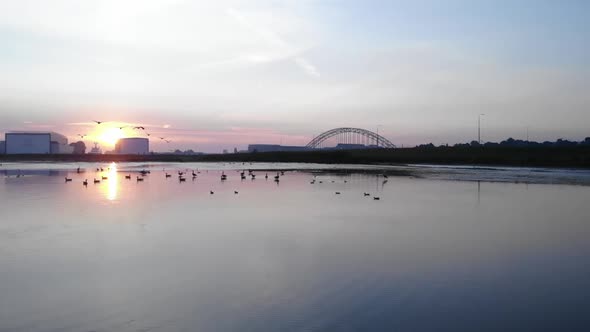 Birds resting and flying over a lake with city skyline in the background