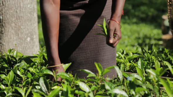 Woman Picks Tea 