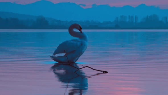 Isolated mute swan trumpeting while making noises anding its wings at a blue lake scene, Cygnus olor