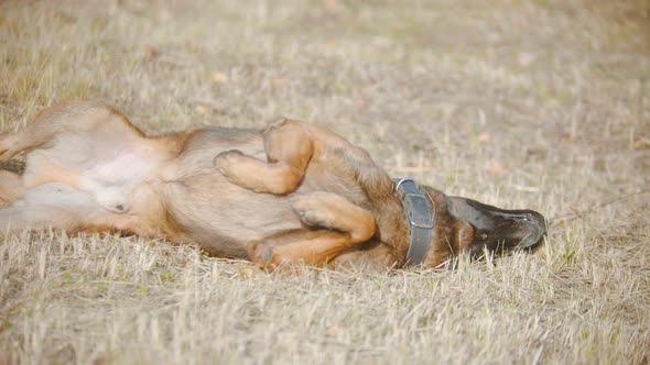 Funny German Shepherd Dog Playfully Rolling on the Autumn Grass