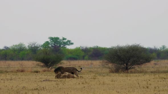 Black-maned Lions Fighting On Grassland In Kgalagadi, Botswana, South Africa.  -wide shot