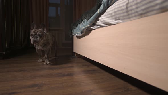 The French Bulldog Walks Over to the Bed and Lies Down Beside Him