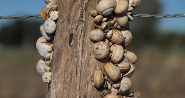 Theba pisana, also named, white garden snail, sand hill snail.