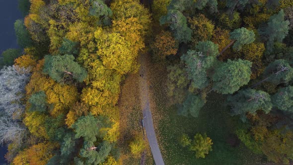 AERIAL Top Down Ascending Shot of Path Surrounded by Vibrant Autumn Colors in Vilnius, Lithuania