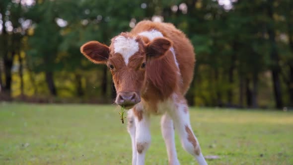 Brown calf looking at the camera