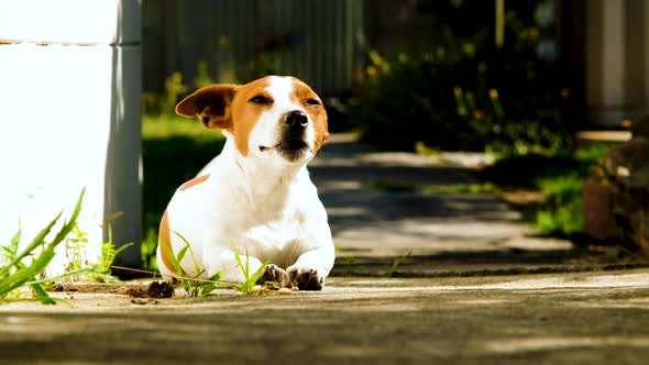 Panting Jack Russell terrier basking in morning sun; low-angle static