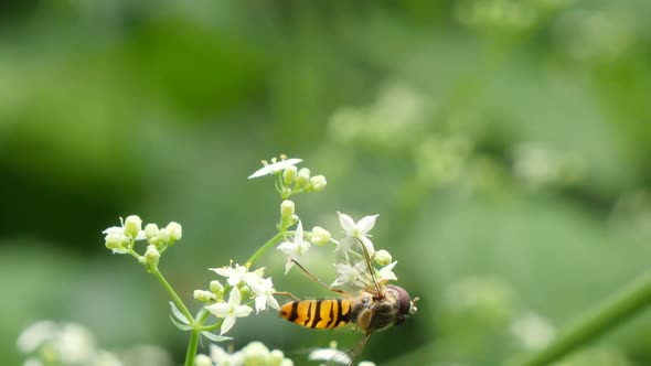 Epsiyrphus balteatus bee collecting pollen from flower and flying away,close up