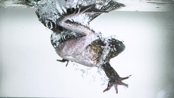 Slow motion splashing bullfrog in water - liquid submerging extreme slow motion animal behaviour