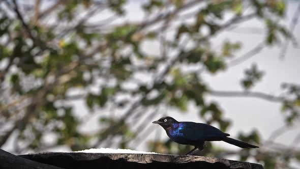 Starling at the Feeder, Adult taking off, in flight, Baringo Lake in Kenya, Slow motion