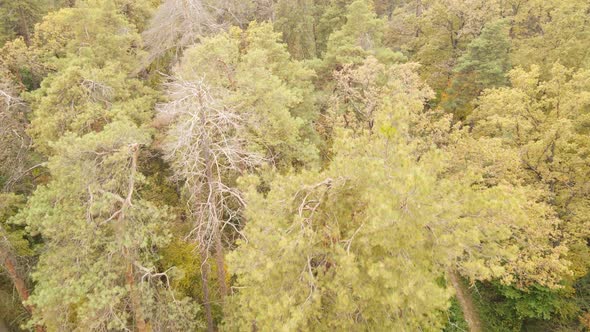 Autumn Forest with Trees By Day