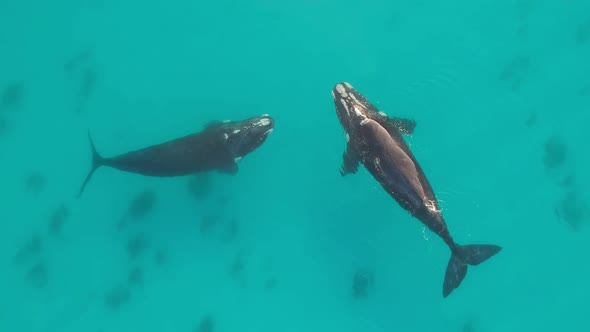 Aerial drone footage of two whales relaxing in shallow turquoise waters of cape naturaliste Western