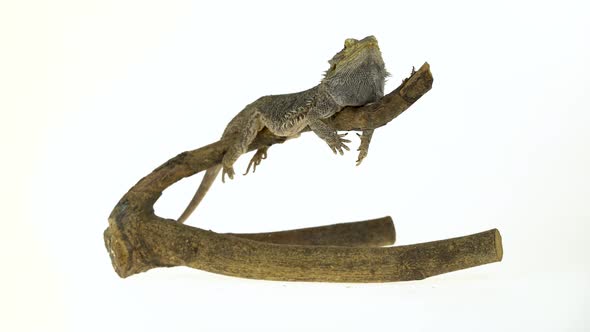 Lizards Bearded Agama or Pogona Vitticeps on Wooden Snag at White Background in Studio